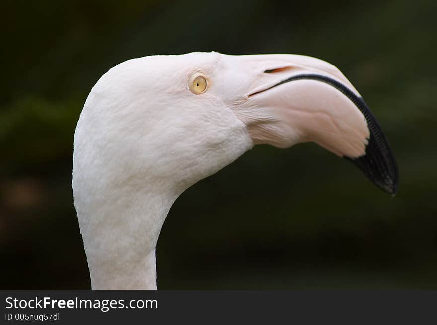 Floyd the Flamingo is quite the character. Blind in his left eye, he keeps watch on you with his right. Floyd the Flamingo is quite the character. Blind in his left eye, he keeps watch on you with his right.