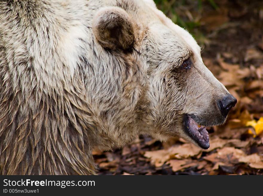 A closeup shot a Brown Bear. A closeup shot a Brown Bear.