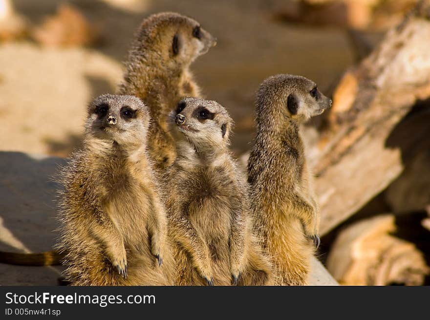 Four meerkats watch over the rest of the family. Four meerkats watch over the rest of the family.