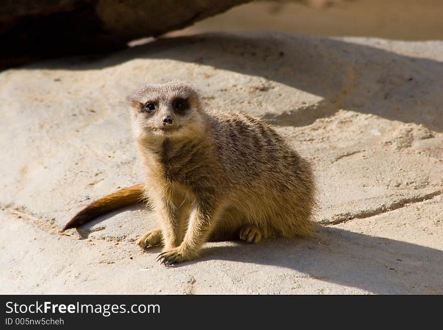 A Meerkat sitting on a rock. A Meerkat sitting on a rock.