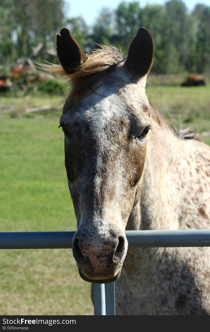 White and brown horse head over fence