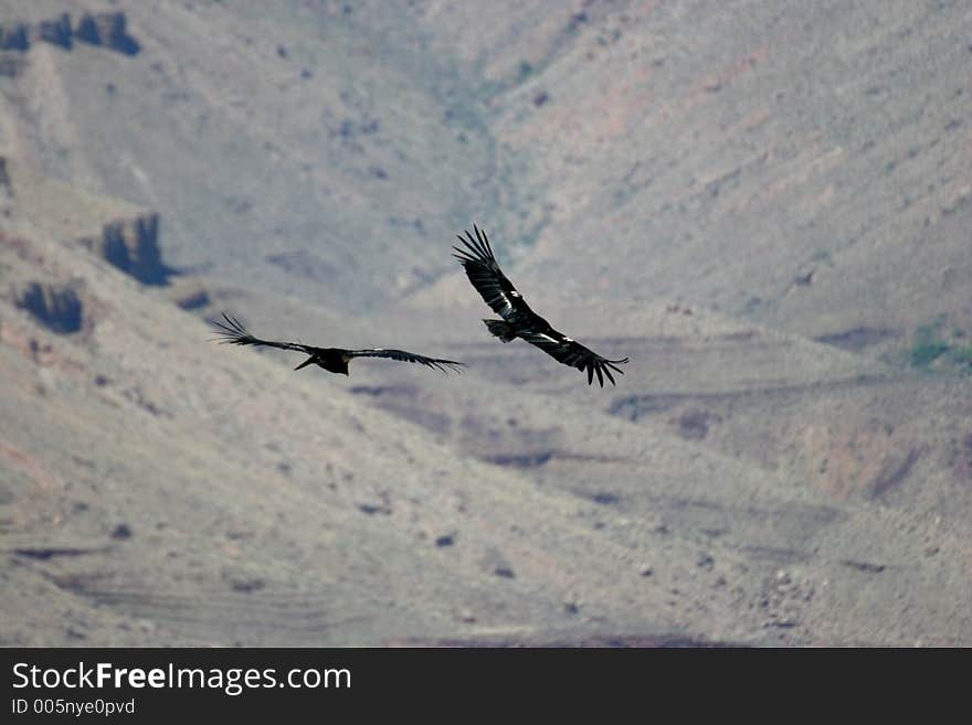 Condors over Grand Canyon