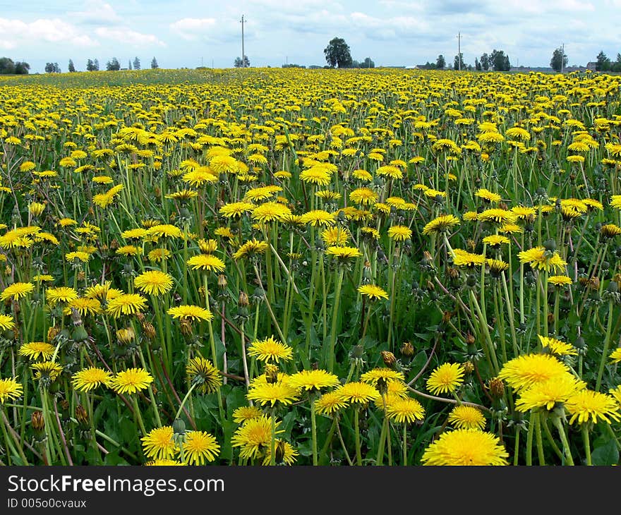 Yeallow field of dandelions