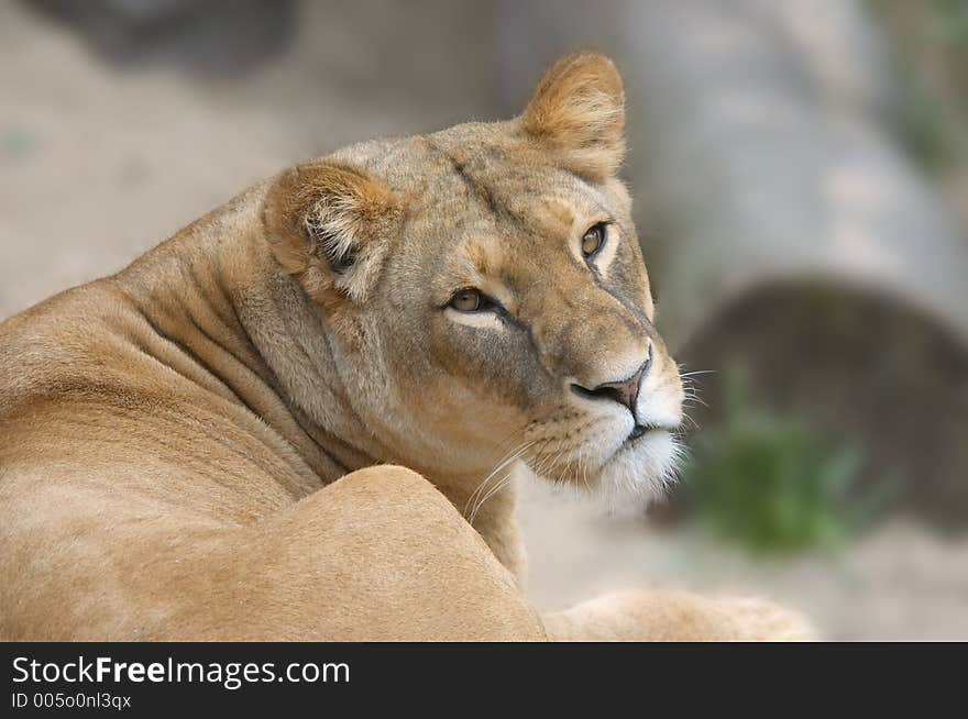 Lion turned around and looked directly at the camera. Lion turned around and looked directly at the camera