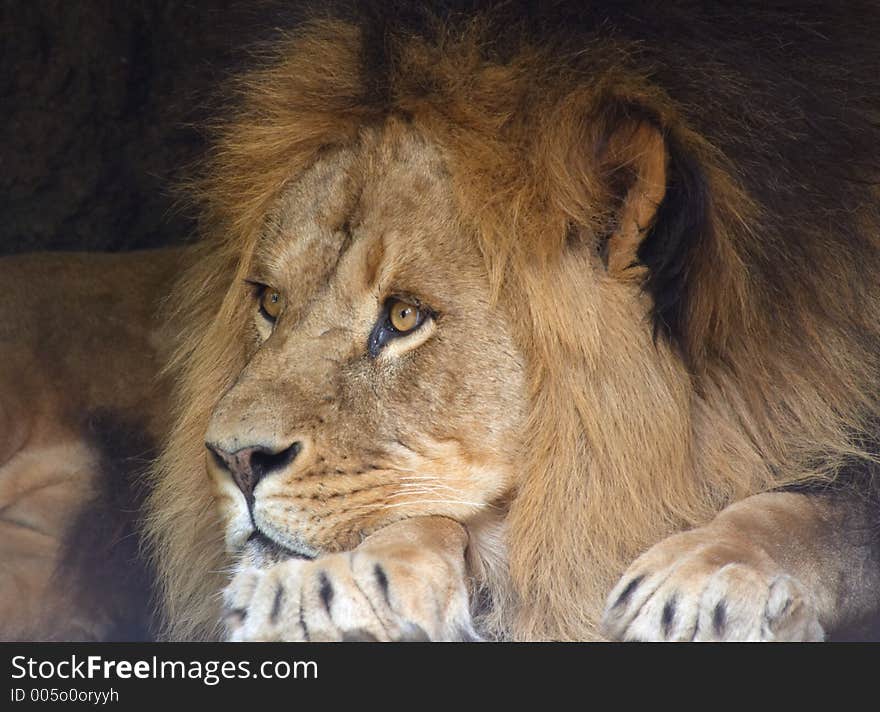 Beautiful male lion