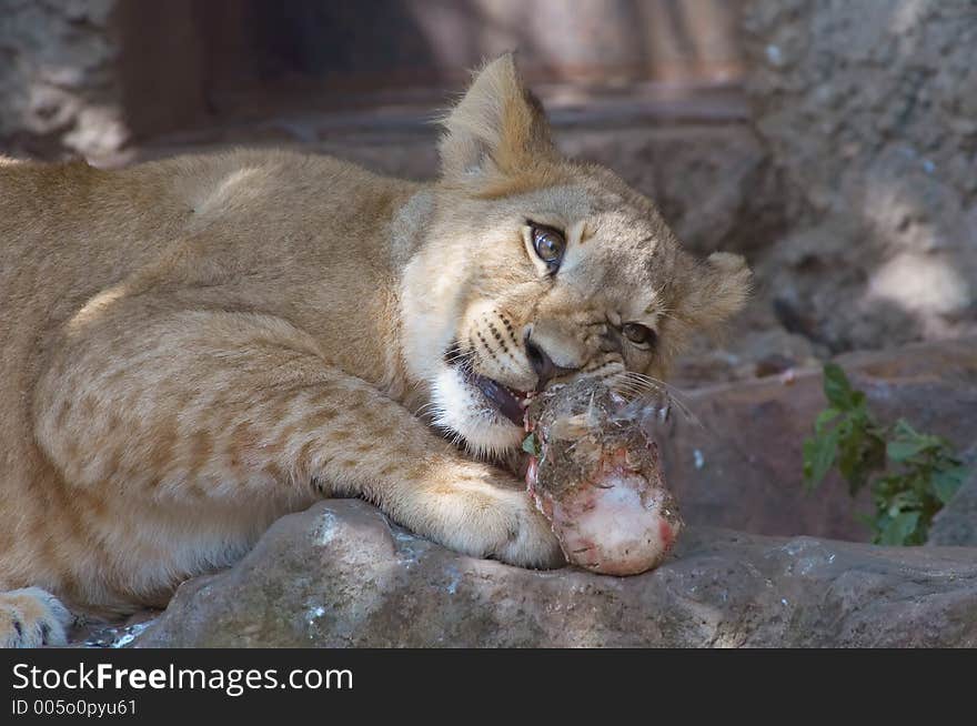 Lion cup eating a big bone