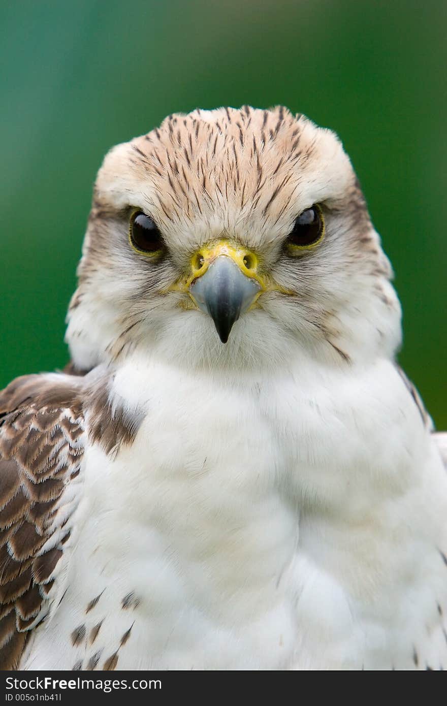 Young falcon looking into the lens. Young falcon looking into the lens