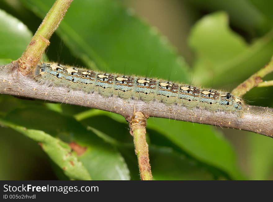 Caterpillar