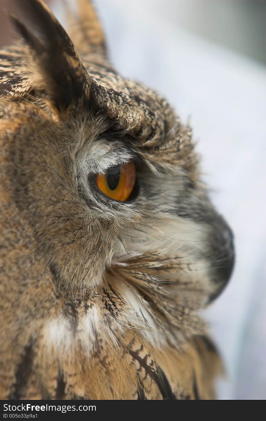 Profile closup of eagle owl