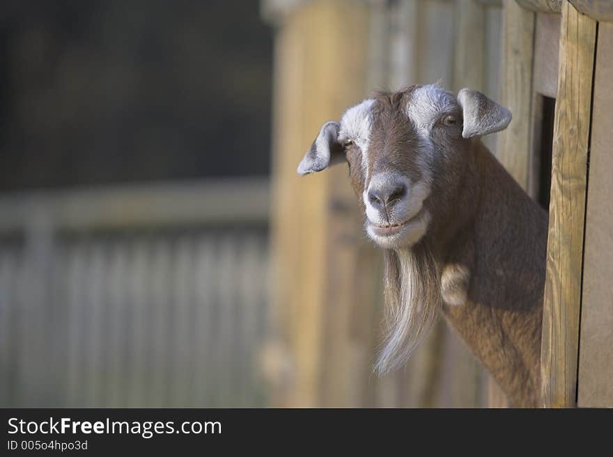 Inquisitive goat peering around the corner of his pen