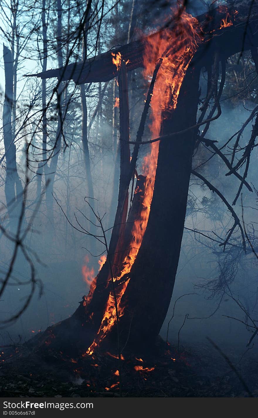 Fire in a wood. 1 May `06. Moscow suburbs