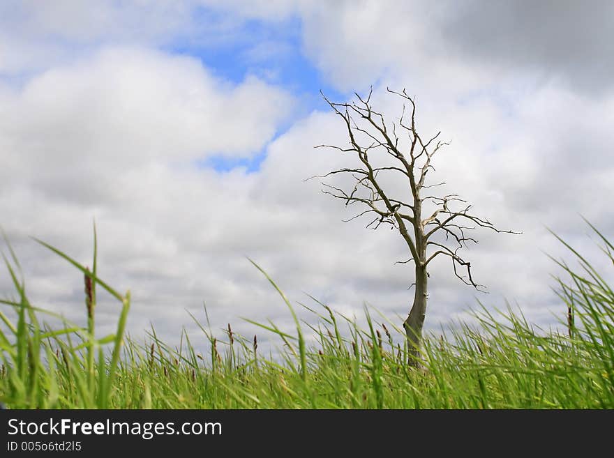 Lonely Dry Tree, Cloudy Sky, Grass At Bottom