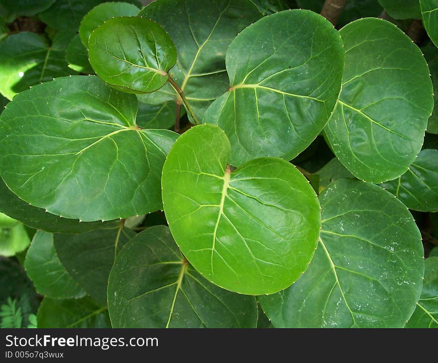 Cupped Leaves