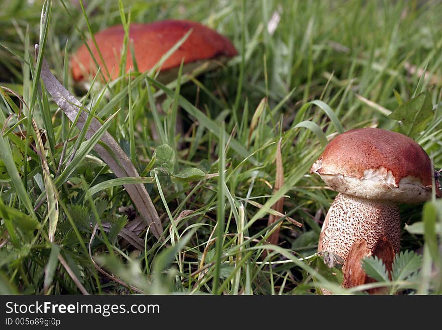 Two Mushrooms.