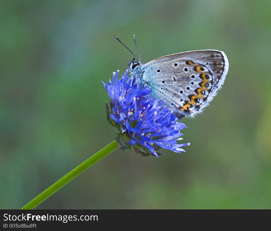 Blue Butterfly On Blue Flower