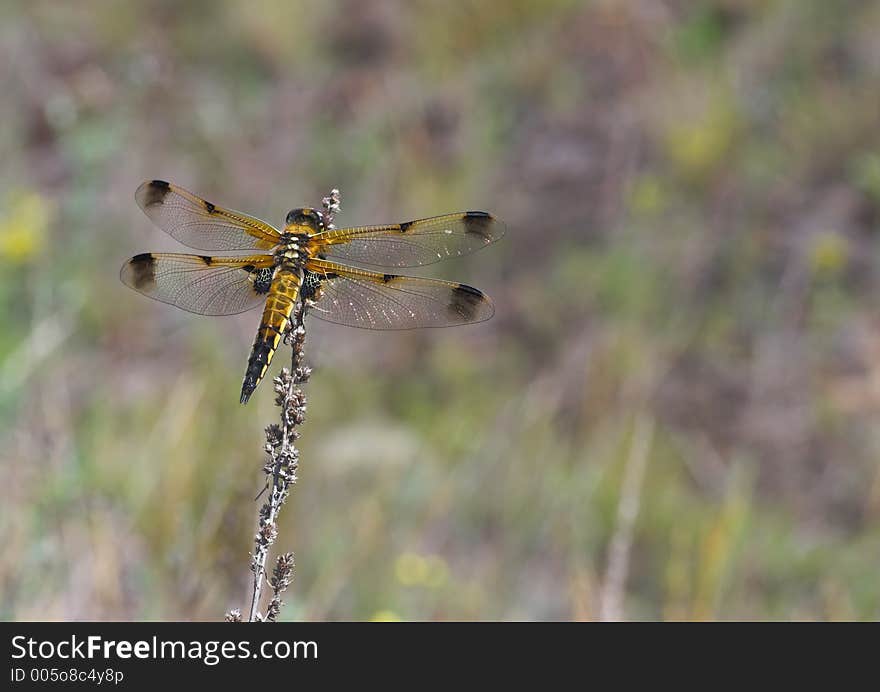 Golden dragonfly resting on the dry blade