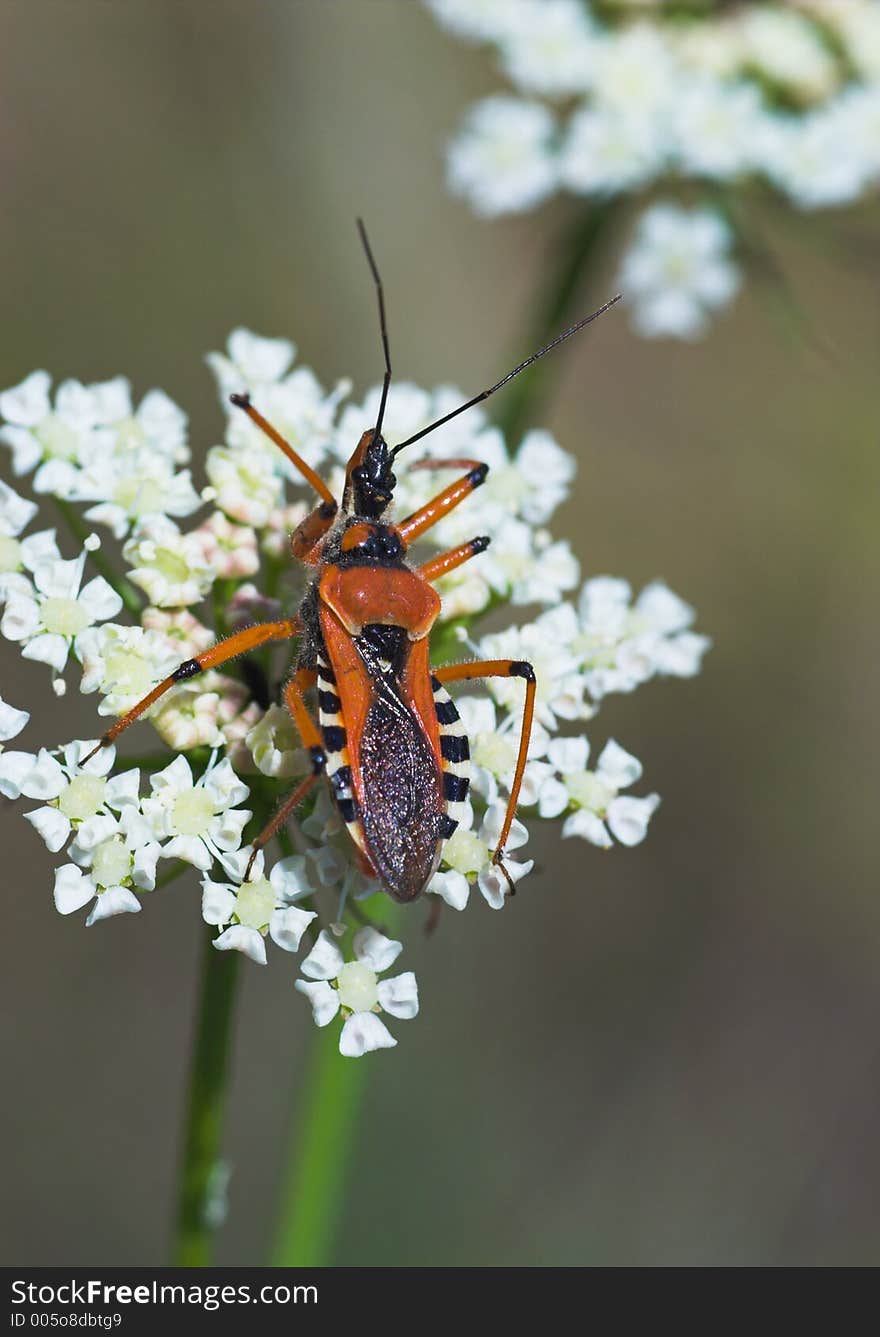 Close-up of orange assassin bug on white flower