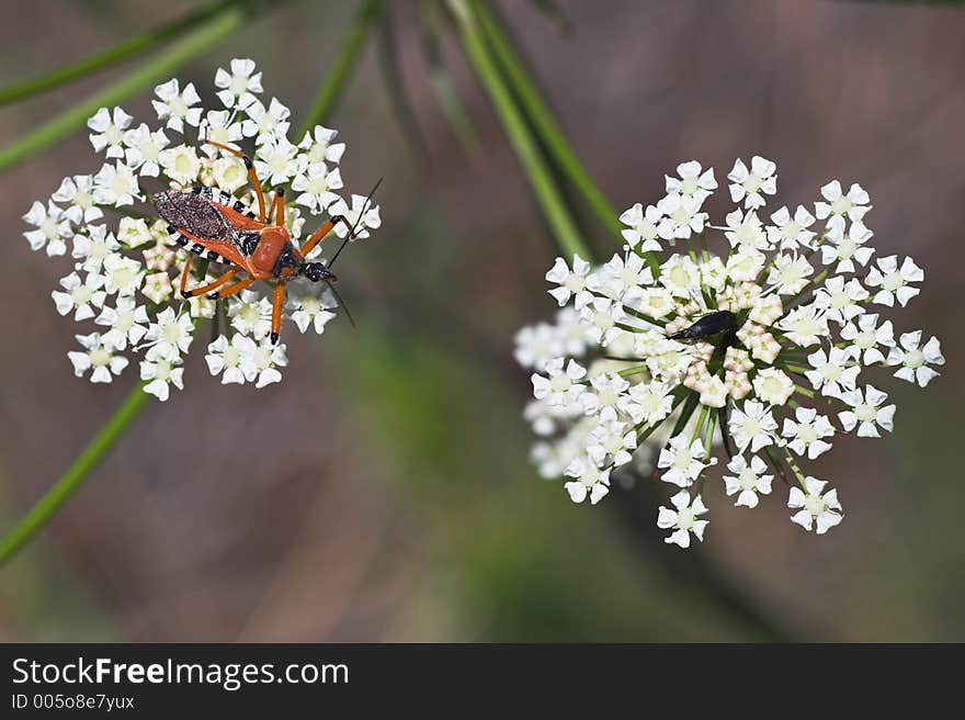 Assassin Bug -  Dangerous Neighbour