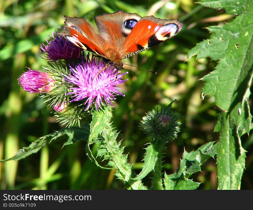 The butterfly sitting on prickly flower