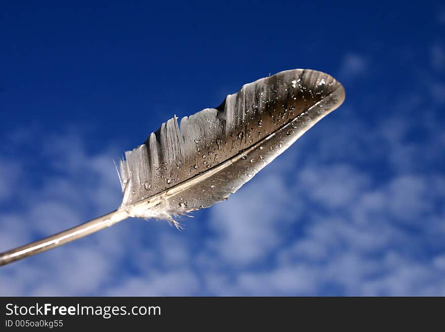 Bird feather with water droplets