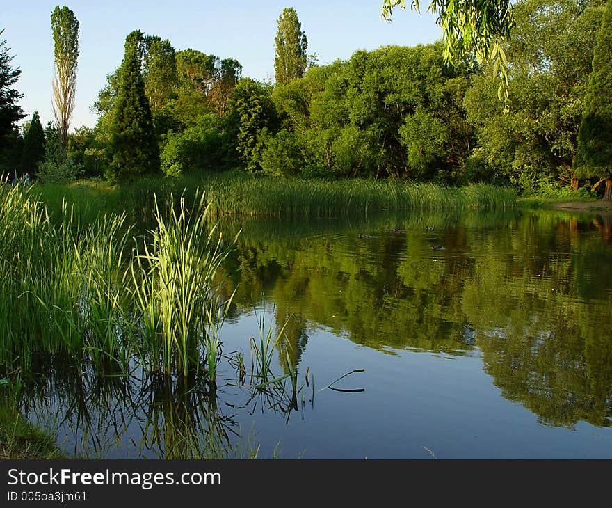 Spring lake, green rush and trees.