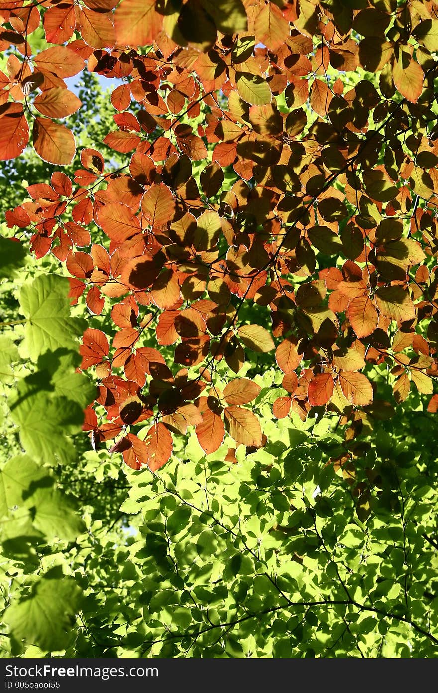 Autumn in the countryside  in denmark. Autumn in the countryside  in denmark