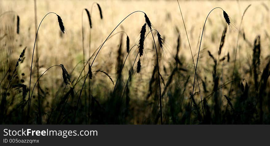 Corn filed