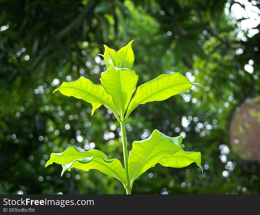 Green Leaves