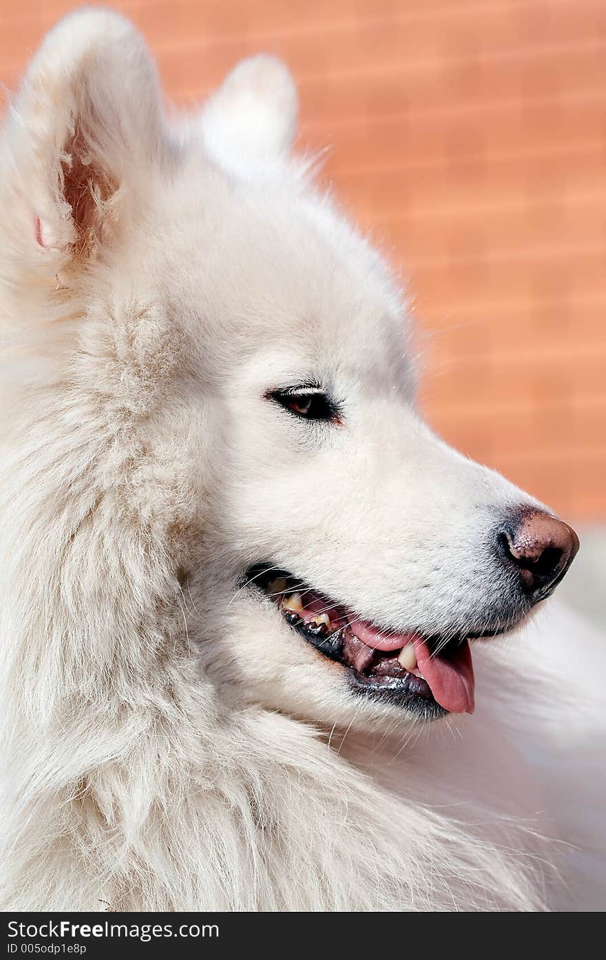 Portrait of samoed's dog