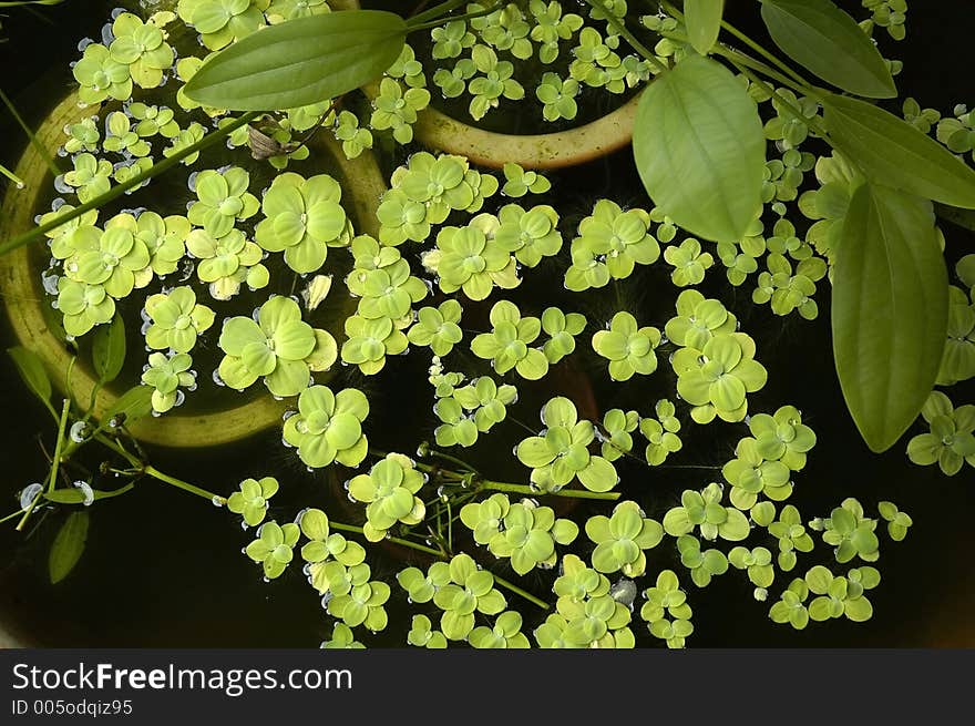 Floating Plants