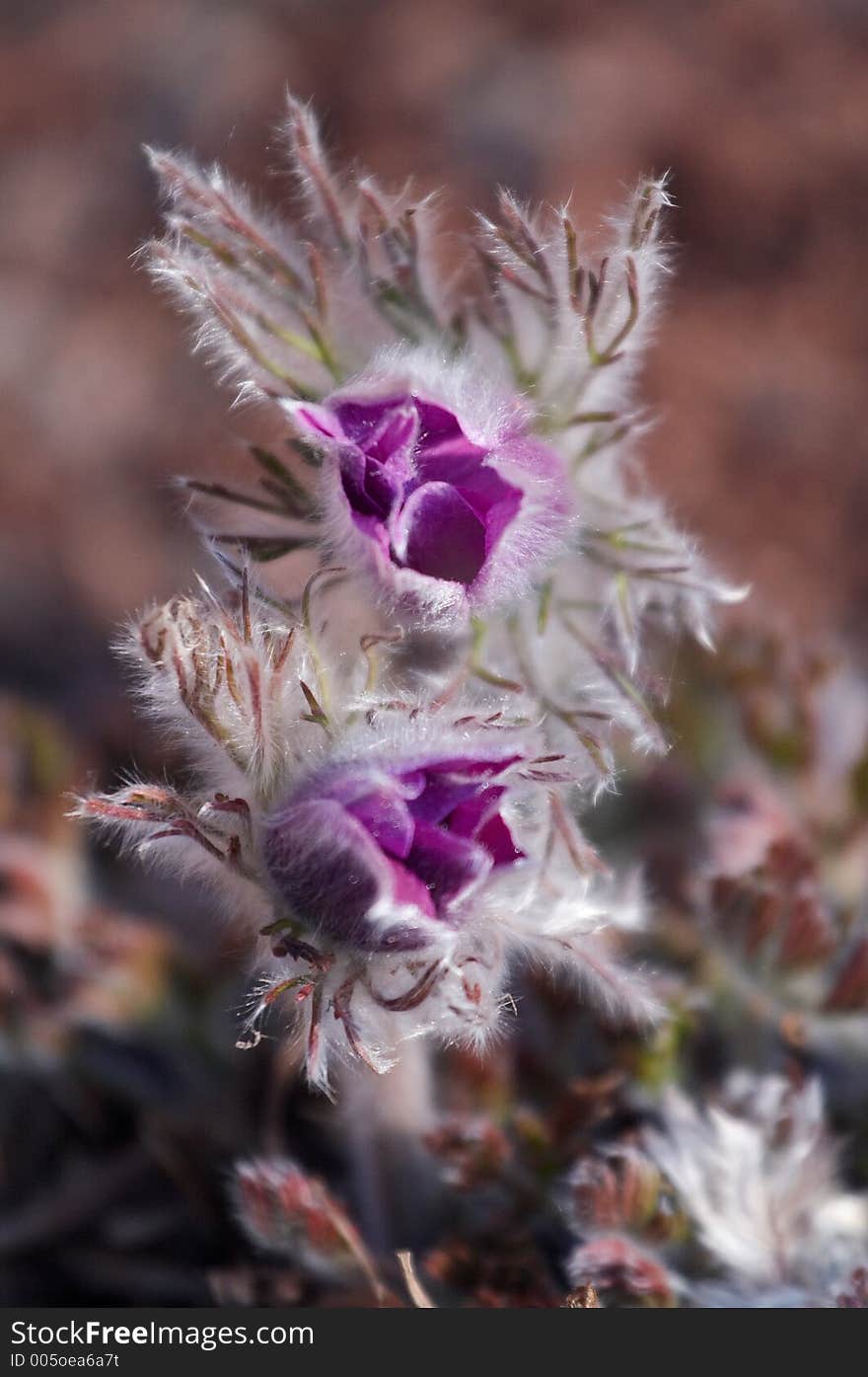 Violet Pulsatilla