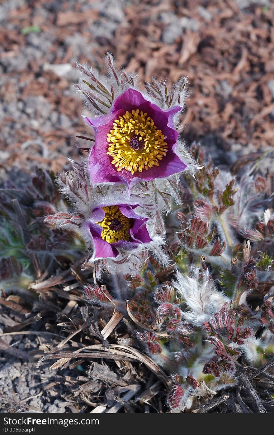 Violet Pulsatilla