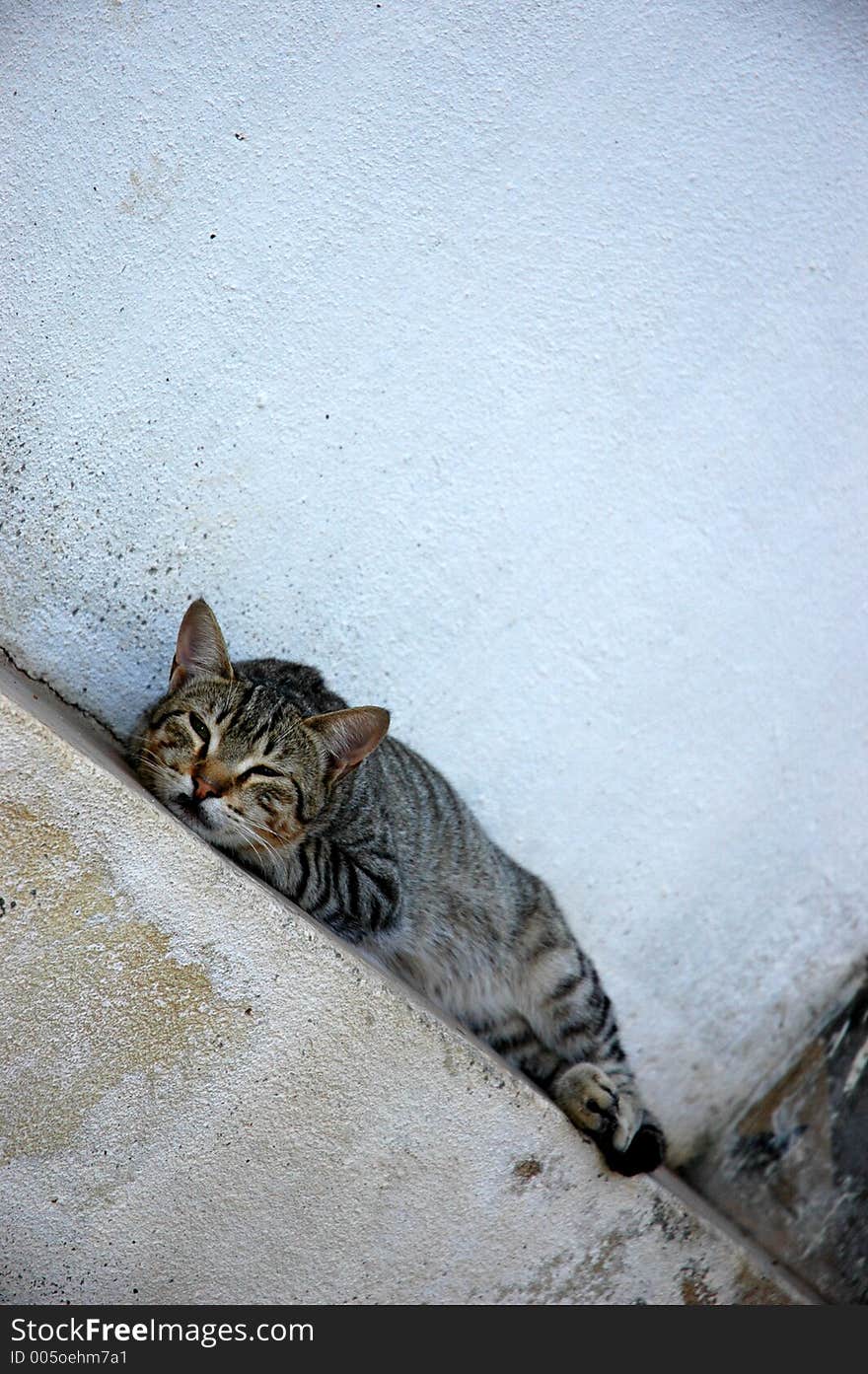 Cat resting