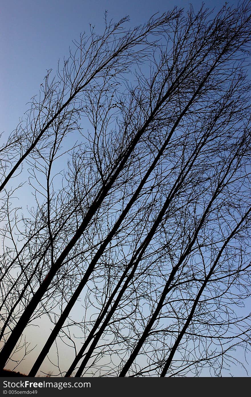 Silhouette of a tree at sunset