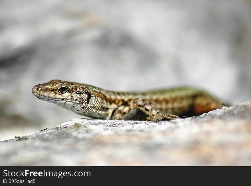 Gecko on top of a rock