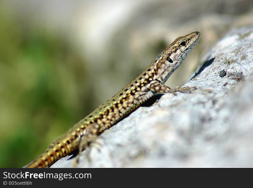 Gecko on top of a rock