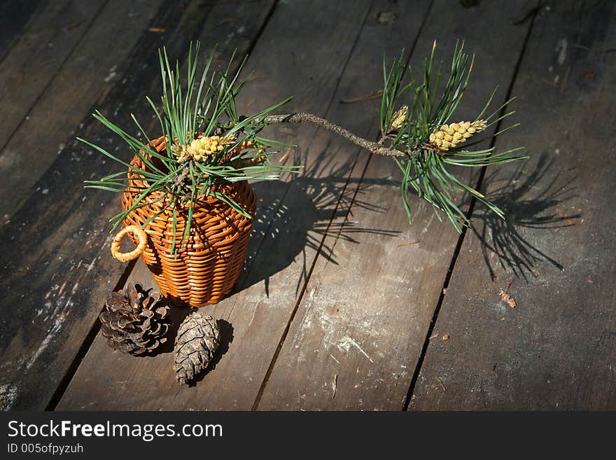 Blossoming pine-tree-young branch and last year's cones