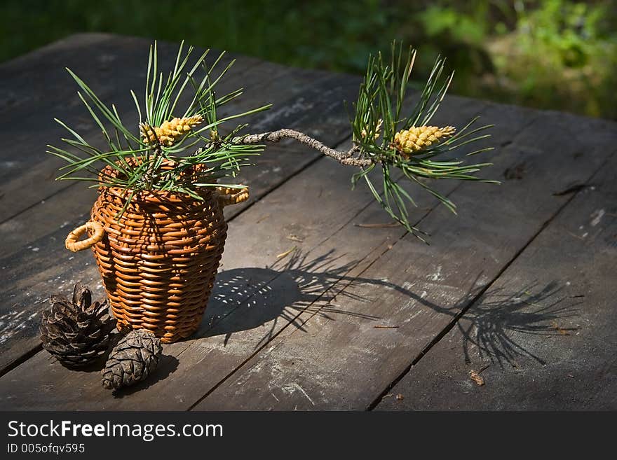 Blossoming pine-tree-young branch and last year's cones