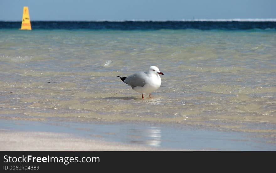 Lonely gull relaxing at beach. Lonely gull relaxing at beach