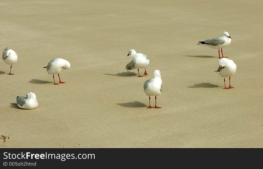 Gull & Friends. Gull & Friends