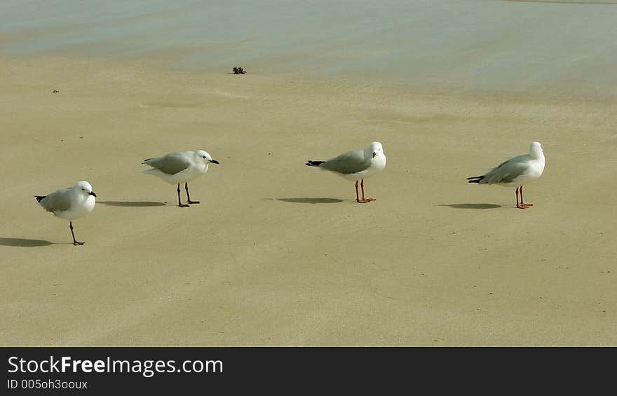 A line of Gull queuing at beach. A line of Gull queuing at beach