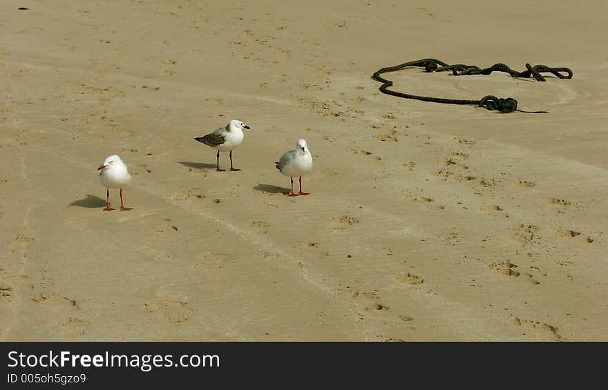 Three gulls standing at beach. Three gulls standing at beach