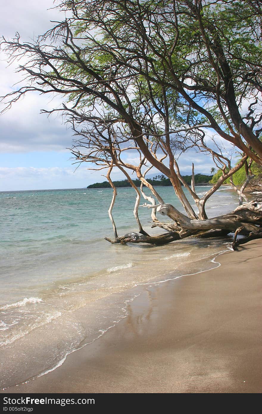 Tropical Beach