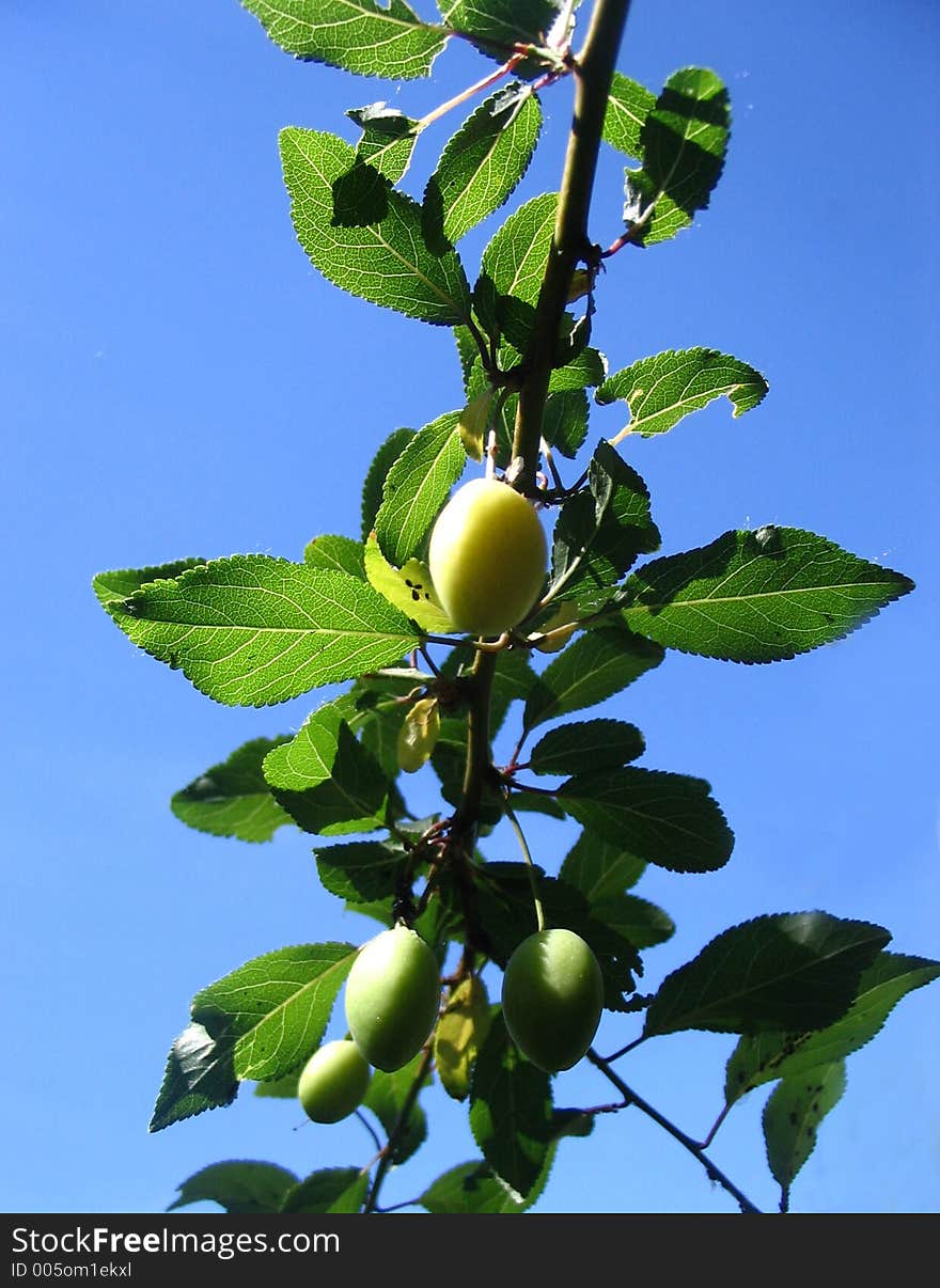 Branch with fruits of a green plum