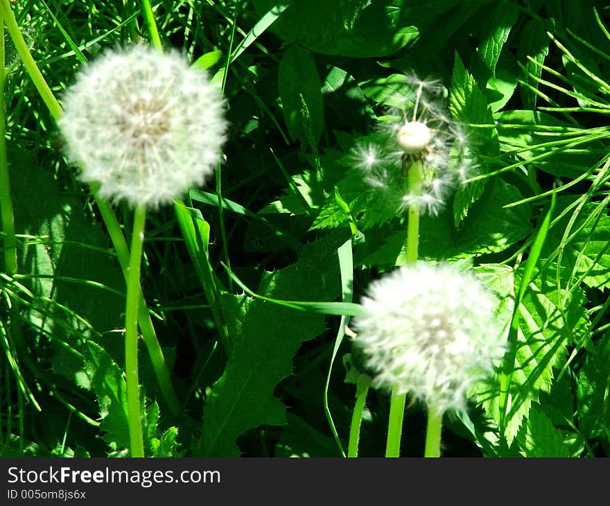 Dandelion