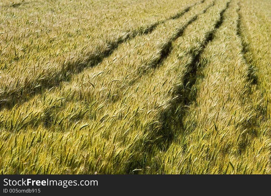 A grain field in a windy day. A grain field in a windy day.