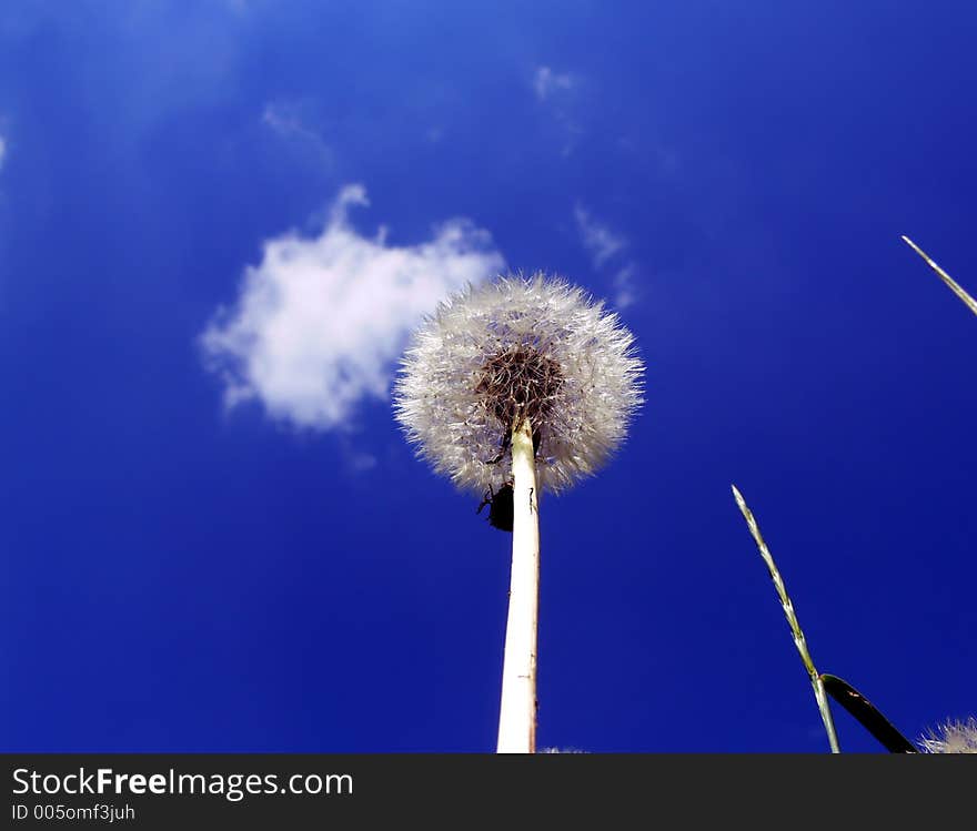 Dandelion on a background of the sky
 and clouds