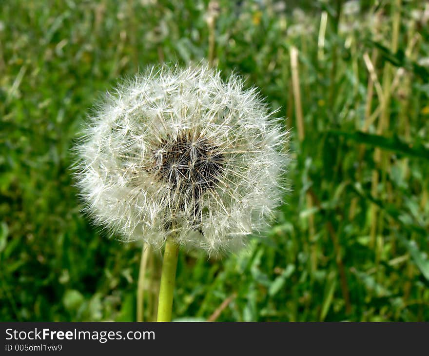 Dandelion