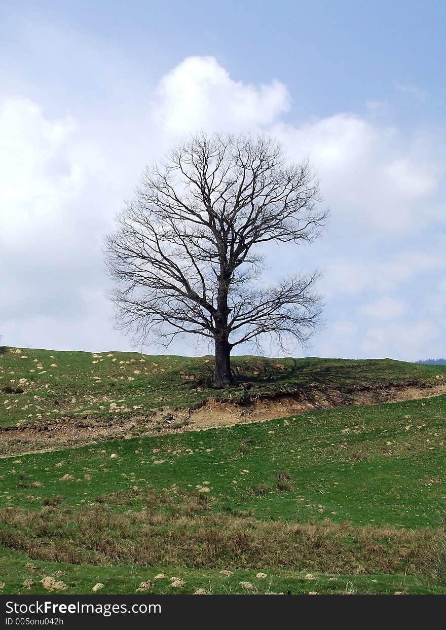 A lonely tree, in a mountainous area. A lonely tree, in a mountainous area