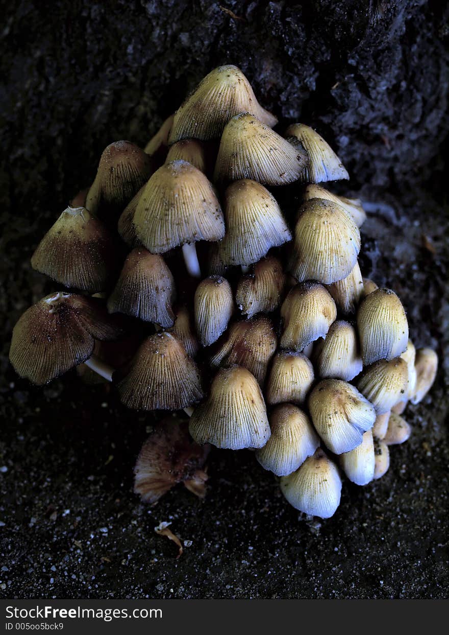 Tree mushrooms grown near ground